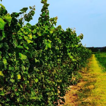 Lamoreaux Landing Wine Cellars - The vineyard at Lamoreaux Landing Wine Cellars. - Wineries Near Me - Lodi, New York Lamoreaux Landing Wine Cellars - The vineyard at Lamoreaux Landing Wine Cellars. - Wineries Near Me - Lodi, New York