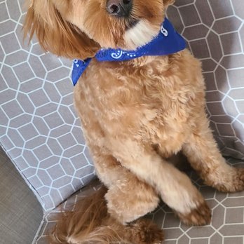 Groom Closet - Handsome boy can see again! - Pet Groomers Near Me