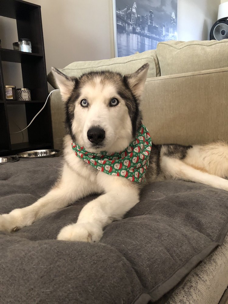 THE DOGSPAW PET GROOMING 28 Photos & 44 Reviews Pet Groomers 923