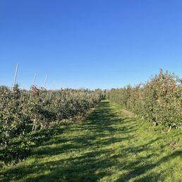 Orchard Orchard