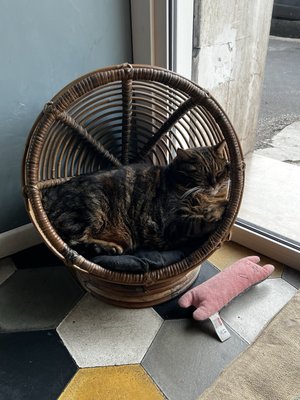 Romeow Cat Bistrot by null