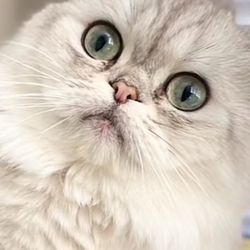 Muse Cats - Seal Shaded Silver Scottish Fold