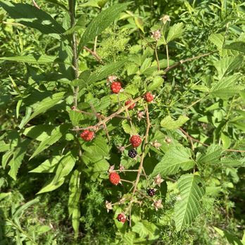 Christman Sanctuary - Found some wild raspberry/ blackberry - Hiking Near Me - Delanson, New York