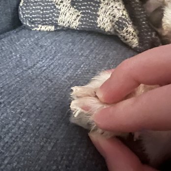 The Groom Room - Nails are pretty bad... - Pet Groomers Near Me - San Diego, California The Groom Room - Nails are pretty bad... - Pet Groomers Near Me - San Diego, California