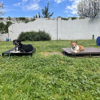 Paiges K9 Dynamics - Pet Training Near Me Paiges K9 Dynamics - Pet Training Near Me