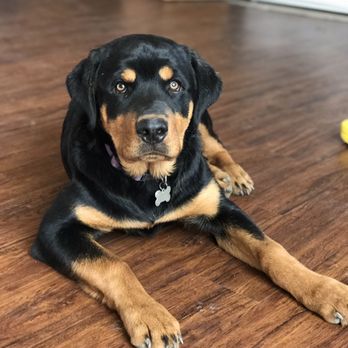 Sparky's pawsitive dog training - Nash - Pet Training Near Me Sparky's pawsitive dog training - Nash - Pet Training Near Me