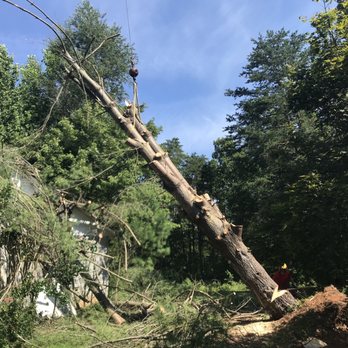 Nigel Wood Tree Service LLC - Tree Services Near Me - Earlysville, Virginia Nigel Wood Tree Service LLC - Tree Services Near Me - Earlysville, Virginia