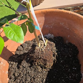 The Home Depot - Nurseries & Gardening Near Me - Tucson, Arizona