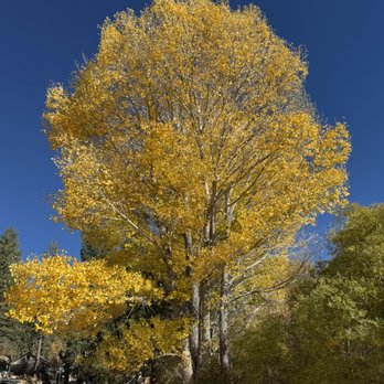 Rathbun Creek Trail - Tree with fall colors - Hiking Near Me - Big Bear Lake, California Rathbun Creek Trail - Tree with fall colors - Hiking Near Me - Big Bear Lake, California