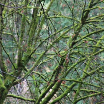 Forest Park - Parks Near Me - Portland, Oregon