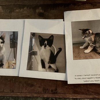 Heidi's Village - Adopted 10/15/22 - Pet Adoption Near Me - Phoenix, Arizona
