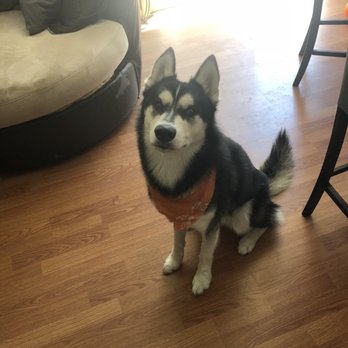 Top Dog Grooming - Pet Groomers Near Me - Las Vegas, Nevada Top Dog Grooming - Pet Groomers Near Me - Las Vegas, Nevada