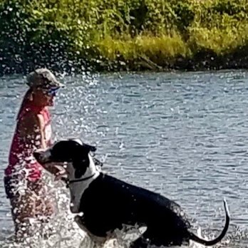 Extreme K9s - Hazards of pack walking - Dog Walkers Near Me - Sacramento, California Extreme K9s - Hazards of pack walking - Dog Walkers Near Me - Sacramento, California