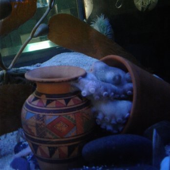 The Bailey-Matthews Shell Museum - Octopus - Museums Near Me - Sanibel, Florida