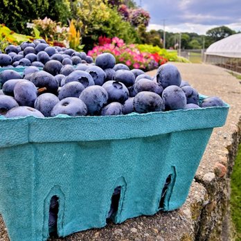 Cider Hill Farm - Blueberries - Pick Your Own Farms Near Me - Amesbury, Massachusetts Cider Hill Farm - Blueberries - Pick Your Own Farms Near Me - Amesbury, Massachusetts
