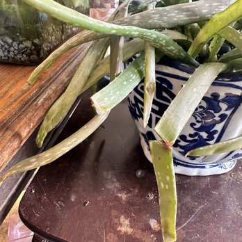 The Garden - This is one of the after pictures of My aloe vera plant when she left it out in the rain storm - Nurseries & Gardening Near Me - Schenectady, New York The Garden - This is one of the after pictures of My aloe vera plant when she left it out in the rain storm - Nurseries & Gardening Near Me - Schenectady, New York