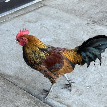 Da Kitchen Maui - Rooster - Hawaiian Near Me - Kihei, Hawaii Da Kitchen Maui - Rooster - Hawaiian Near Me - Kihei, Hawaii