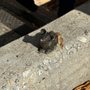 Photo of Mice On Main