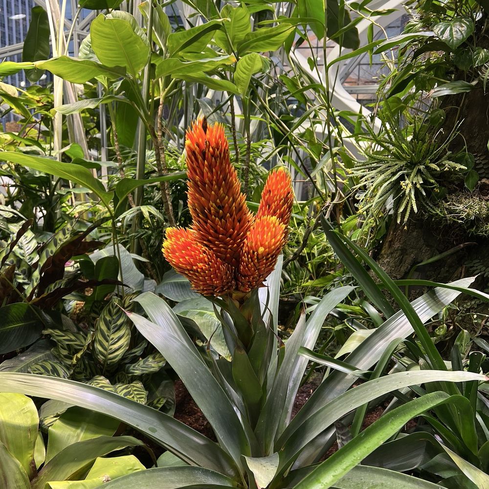 Amazon Spheres - Botanical Gardens Near Me - Seattle, Washington