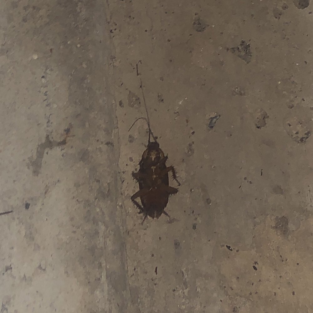 Extra Space Storage - Cockroaches everywhere! This is one I killed! - Self Storage Near Me - Coppell, Texas