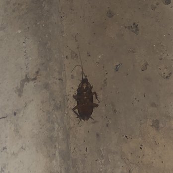 Extra Space Storage - Cockroaches everywhere! This is one I killed! - Self Storage Near Me - Coppell, Texas
