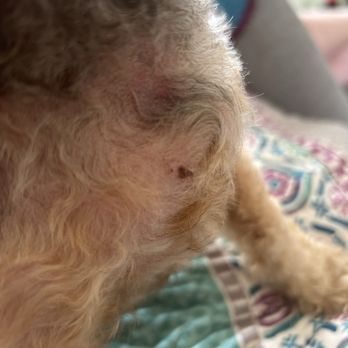 Petco - Where our dog was injured during grooming. - Pet Stores Near Me - Glendale, California