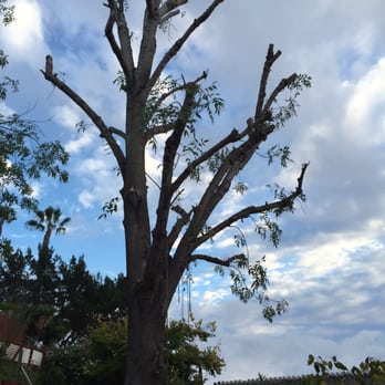 San Diego Holistic Tree Care - Tree Services Near Me San Diego Holistic Tree Care - Tree Services Near Me