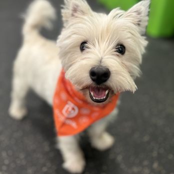 Dogtopia of Union - Pet Groomers Near Me - Union, New Jersey Dogtopia of Union - Pet Groomers Near Me - Union, New Jersey