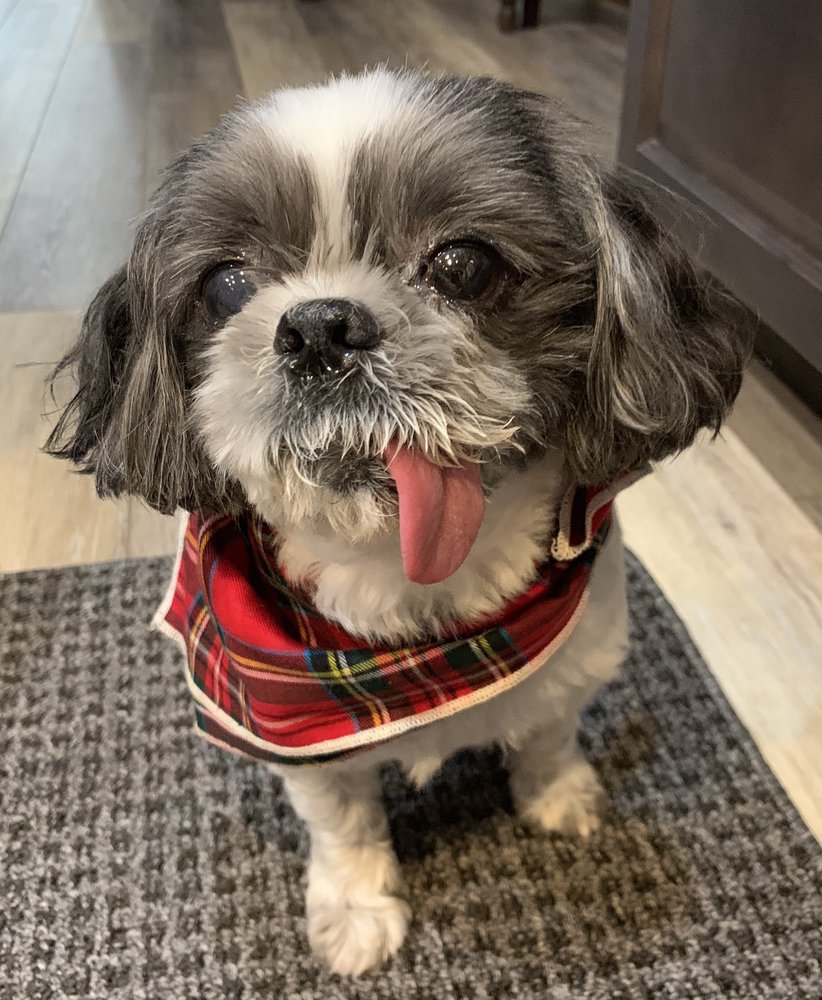 Barks & Bubbles Pet Grooming Image