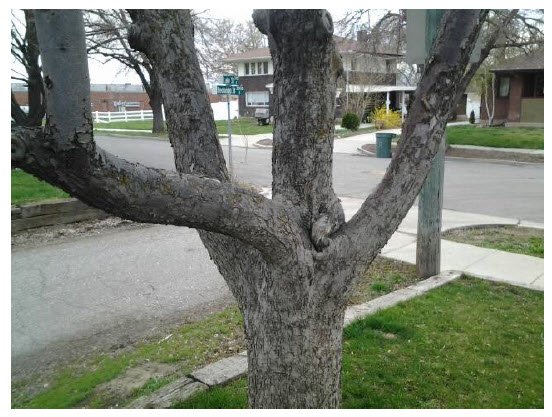 Green Connection - tree service in Salt Lake City, UT