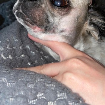 Critter Cleaners - Cuts all along her mouth and whiskers missing completely. - Pet Groomers Near Me - Hampton, Virginia Critter Cleaners - Cuts all along her mouth and whiskers missing completely. - Pet Groomers Near Me - Hampton, Virginia