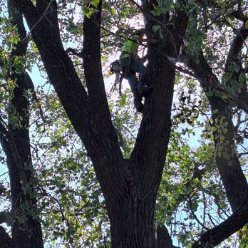 Affordable Moore's Tree Services - Tree Services Near Me Affordable Moore's Tree Services - Tree Services Near Me