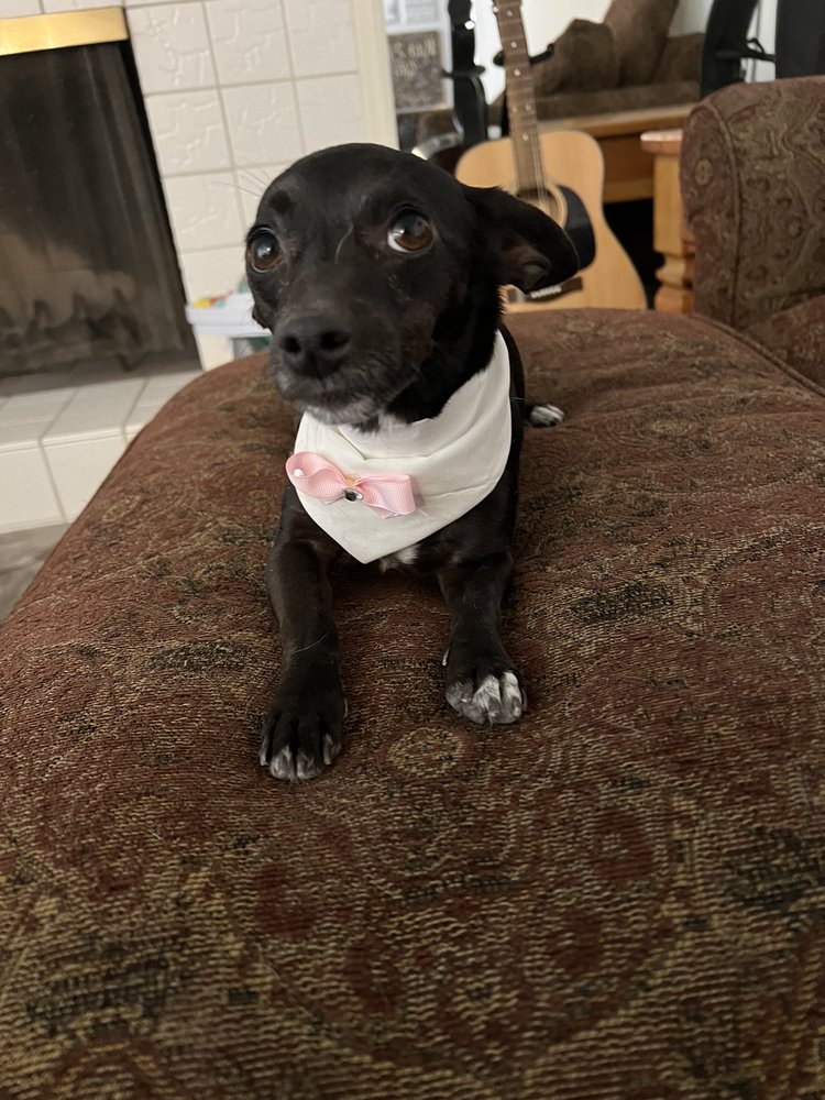 A DOG GONE GOOD GROOMING Updated August 2024 16 Photos & 21 Reviews