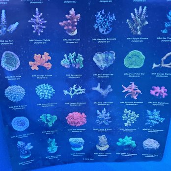 Artistic Oceans - Local Fish Stores Near Me - Las Vegas, Nevada Artistic Oceans - Local Fish Stores Near Me - Las Vegas, Nevada