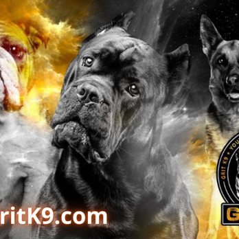 Grit K9 - Pet Training Near Me - Streamwood, Illinois