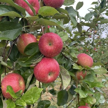 Picnic Hill Orchard - Apple Tree - Pick Your Own Farms Near Me - Lincoln, Nebraska Picnic Hill Orchard - Apple Tree - Pick Your Own Farms Near Me - Lincoln, Nebraska