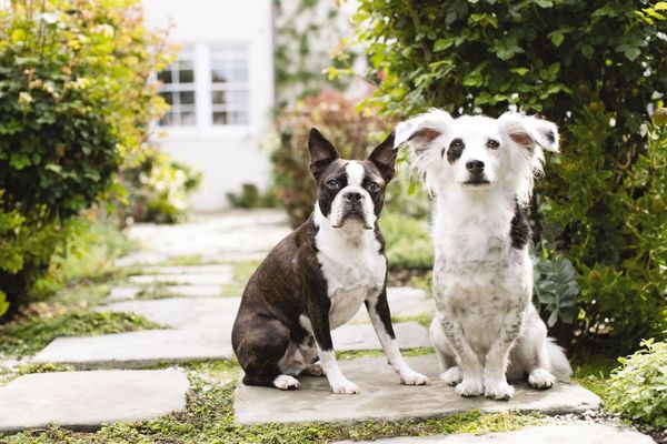 PetSmart by null