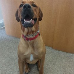Owens & Associates Counseling & Therapy Center - Our registered therapy dog Sampson.