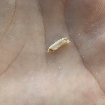 Teresa’s  - chicken bone found in my arroz con pollo - Mexican Near Me - Eagan, Minnesota
