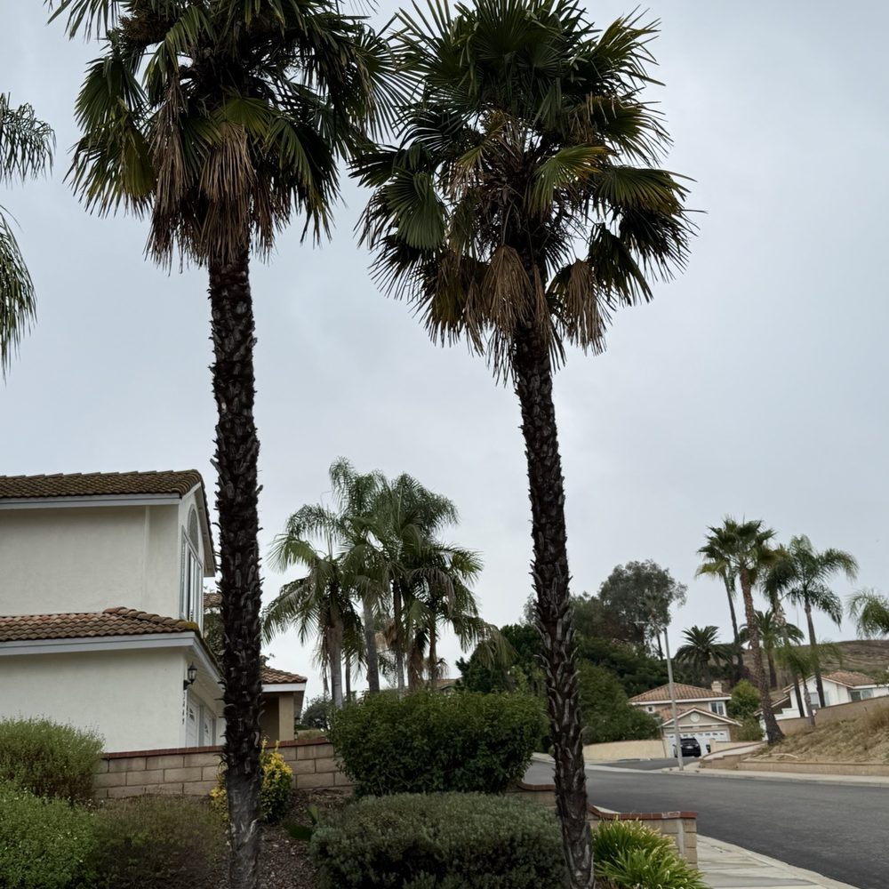 Palm trees before being trimmed Palm trees before being trimmed