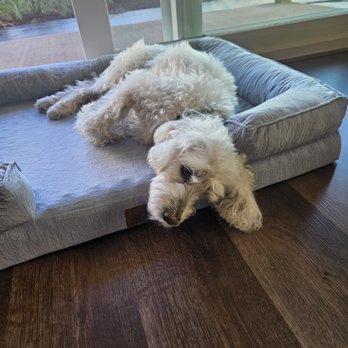 Happy Tails Travel - Resting at new home - Travel Services Near Me Happy Tails Travel - Resting at new home - Travel Services Near Me