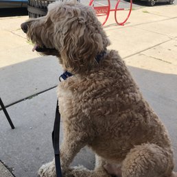 Teddy at Riverside brewery!