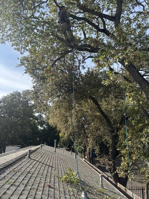 Blue oaks - This tree trimming was done in Elk Grove. It was Four Blue Oak trees that need to be cut back away from the roof. We also reduced the weight of the trees . As you can see we also used ropes for controlled lowering. Blue oaks - This tree trimming was done in Elk Grove. It was Four Blue Oak trees that need to be cut back away from the roof. We also reduced the weight of the trees . As you can see we also used ropes for controlled lowering.