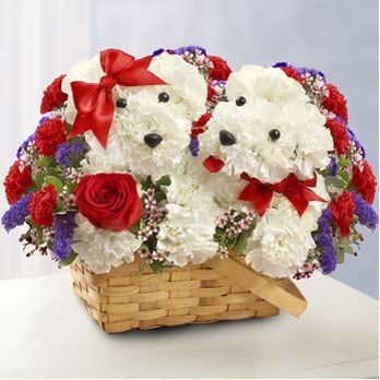The Wild Orchid - Fun great flowers - Florists Near Me - Urbandale, Iowa The Wild Orchid - Fun great flowers - Florists Near Me - Urbandale, Iowa