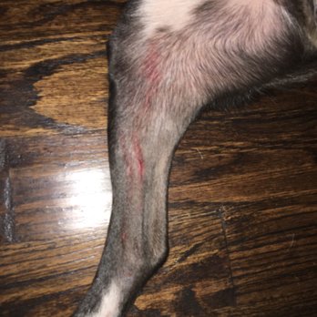 PetSmart - Here is the cut on his leg. - Pet Stores Near Me - Lewisville, Texas