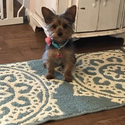 Rey modeling her first haircut from A Cut Above Mobile Grooming.
