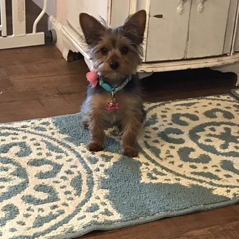 A Cut Above Mobile Grooming - Rey modeling her first haircut from A Cut Above Mobile Grooming. - Pet Groomers Near Me