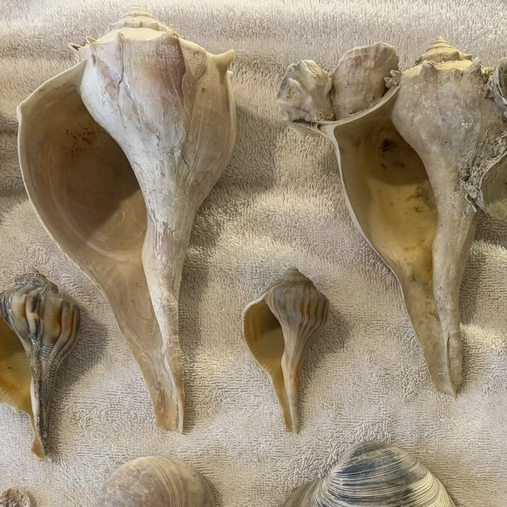 Tiki Tours - A few of our favorite finds! - Boat Tours Near Me - Port Aransas, Texas Tiki Tours - A few of our favorite finds! - Boat Tours Near Me - Port Aransas, Texas