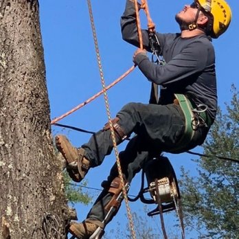JR Trees Service - Removed tree - Tree Services Near Me - Lyles, Tennessee JR Trees Service - Removed tree - Tree Services Near Me - Lyles, Tennessee