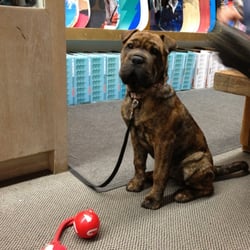 Squaw Valley Sport Shop - Whopper, the sport shop mascot